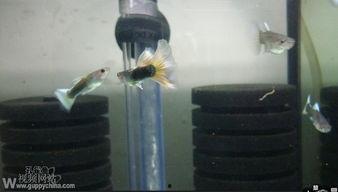 鱼轮安装视频直播,轻松掌握安装技巧