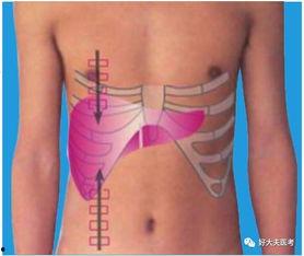 脾脏叩诊视频,精准诊断的实用技巧