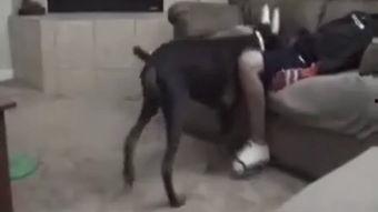 狗性行视频,自然本能与情感交织的瞬间