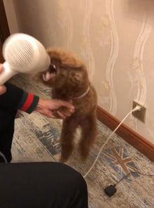 泰迪吹毛视频,轻松实现毛发光泽如丝