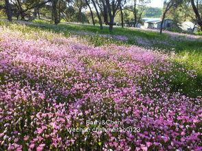 西野花恋视频,浪漫邂逅,甜蜜瞬间